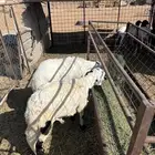للبيع سواكن جذعان متربي شرط