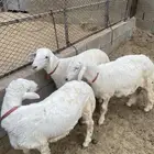 خرفان مناسبات العرضيه الجنوبيه