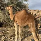 ناقه حمراء مبيوع ولدها