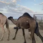 قعود
