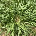 شتلات بلوكام