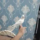 كروان البينو اليف هدد نشبه