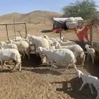 غنم خلفات تم البيع