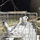حمام شامي