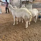 غنم حريه رغايث