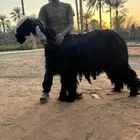 فحل نجدي ادغم صنف رباع