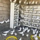 حمام فرنسي عشه وحده