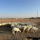 للبيع رخال جذعات مراح واحد العدد91 رخال طيبات نظاف