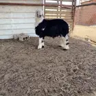 خروف جذع