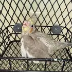 للبيع فروخ كروان