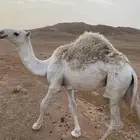 قعود للبيع طيب