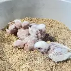 فروخ روز