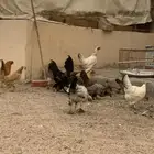 دجاج براهما بشاير