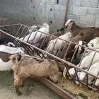 جفار وتيوس