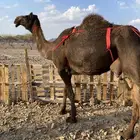 خلفه مصغر مجهم صغيرة سن ناقة كفو منتج الحد9500