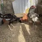 تم البيع