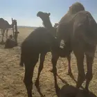 خلفه مصغر ساحليه