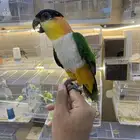 للبيع ببغاء كايك اليف