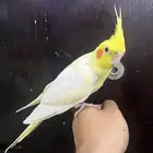 كروانات اليفه