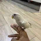 روز أليف البينو عيون حمرا