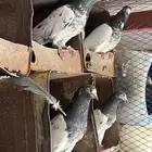 حمام باكستاني تيدي ورام بوري
