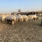 حريات دفيع  الدمام