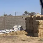 برسيم وشعير وتبن