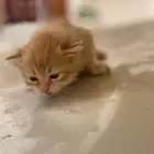 قطة صغيرة للبيع