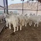 بهم تربيه