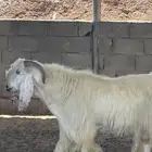 المليدا الشماليه
