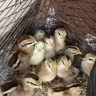 دجاجه مفرخه عربيه ترثه