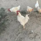 دجاج لوهمان