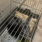 ارنب للبيع الدمام