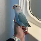 للبيع روز اليييف