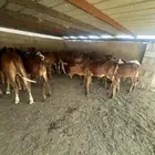 للبيع حسلان