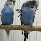 زوجين بادجي هوقو