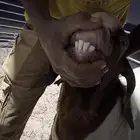 فحل بورقوت بيور