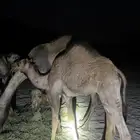 قعدان للبيع فل شحم