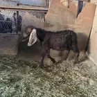 للبيع تيس