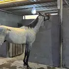 حصان تحمل