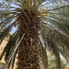 نقيلة دخينية وبرحي