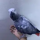 للبيع كاسكو افريقي مميز جدا