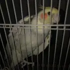 كروان ذكر