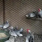 دجاج سبرايت