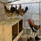 ديك و6 دجاج افرق مقبع