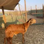 يوجد لدينا ذبائح سواكني وحري مع التوصيل او بدون التوصيل