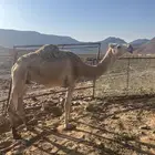 خواره