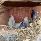 تم بيعها