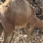 قعدان وبكار لباني العدد 11 البيع جمله