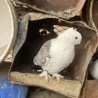حمام حب رمان ذكر